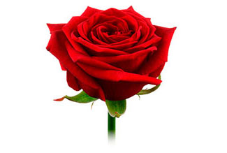 Бутон свежей розы